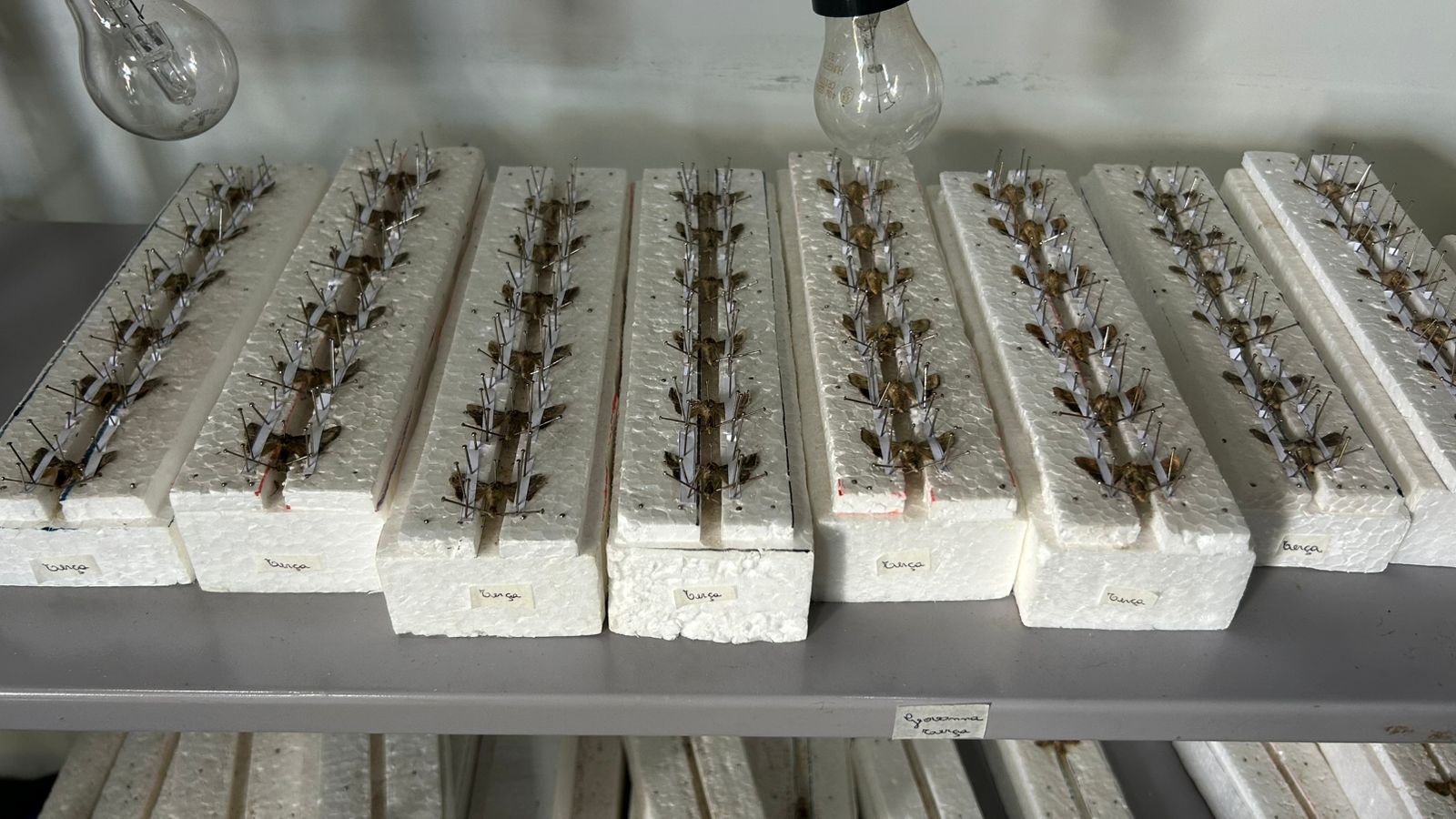 Espécimes de pragas agrícolas fixados e catalogados em bandejas de isopor, coletados para análise entomológica.